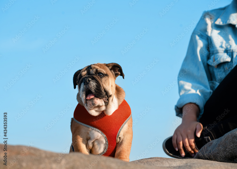 Puppy of Red English Bulldog in red harness out for a walk standing on the stone against blue sky