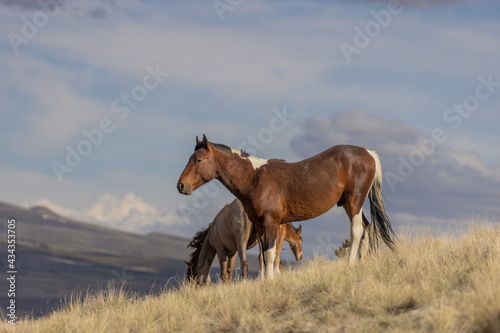 Wild Horse in the Utah desert © natureguy