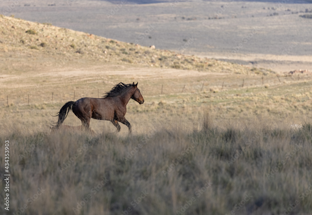Wild Horse in the Utah desert