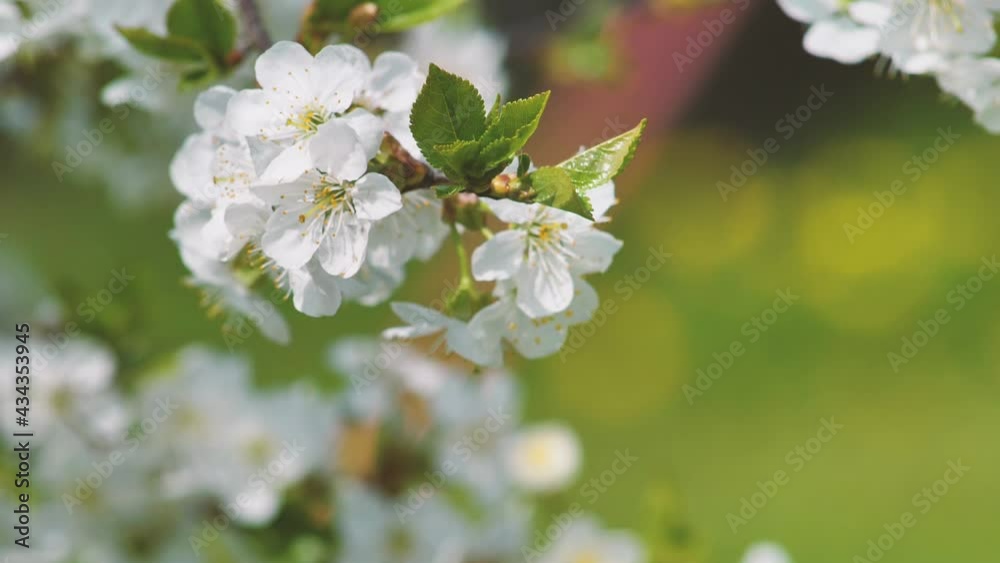 Sweet cherry blossoms in spring. White cherry blossoms Sweet cherry blossoms in spring. White cherry blossoms