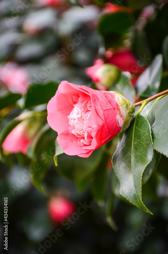 Chiswick House and gardens