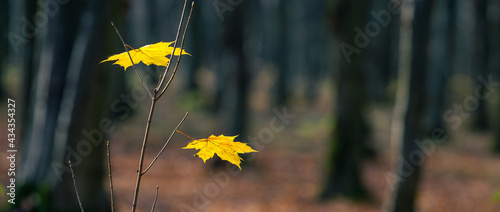 Trees with the last maple leaves in a dark autumn forest. Autumn landscape, panorama