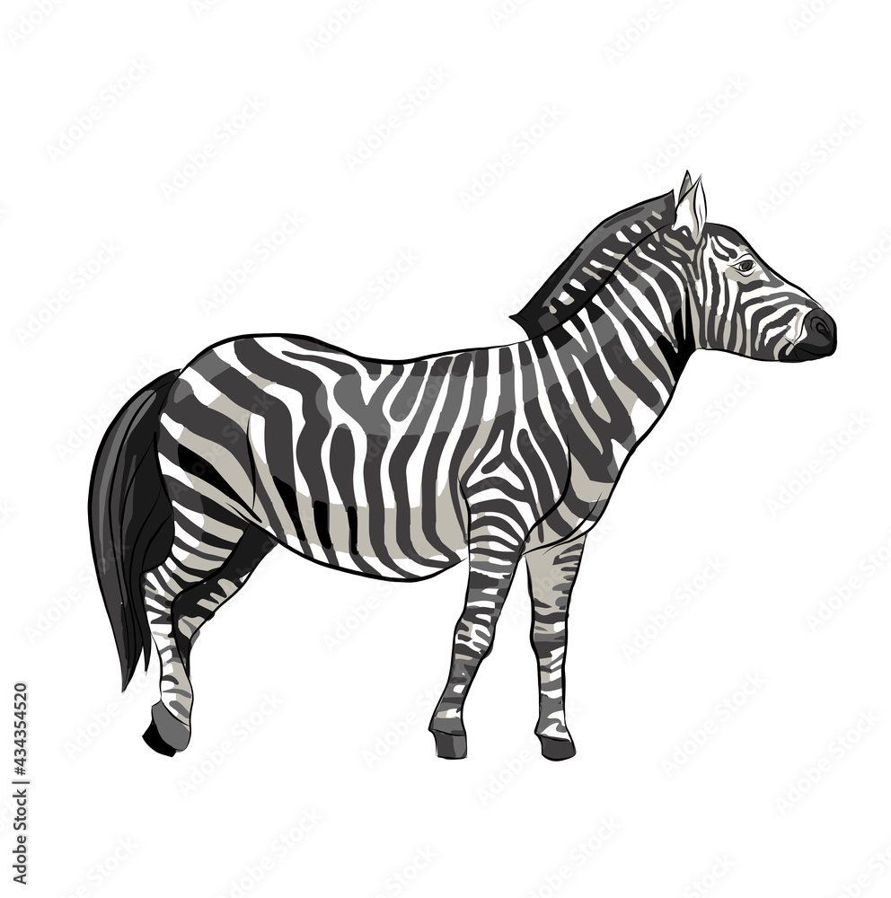 Obraz premium Isolated Realistic Zebra, Vector Illustration