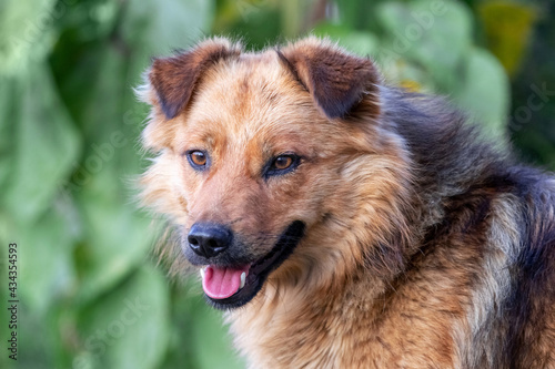 Brown dog in the garden, close-up portrait