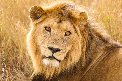 Closeup of a lion resting in the grass during safari in Serengeti National Park  Tanzania. Wild nature of Africa..