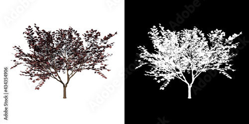 Front view of Plant (Cercis canadensis Forest Pansy- 1) Tree png with alpha channel to cutout made with 3D render