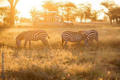 African zebras at beautiful landscape during sunrise safari in the Serengeti National Park. Tanzania. Wild nature of Africa..