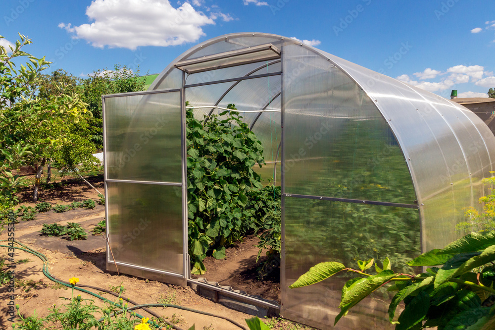 Conception of gardening, healthy food and eco products. The small greenhouse with growing tomatoes and cucumbers in the garden on a sunny summer day and blue sky with clouds.