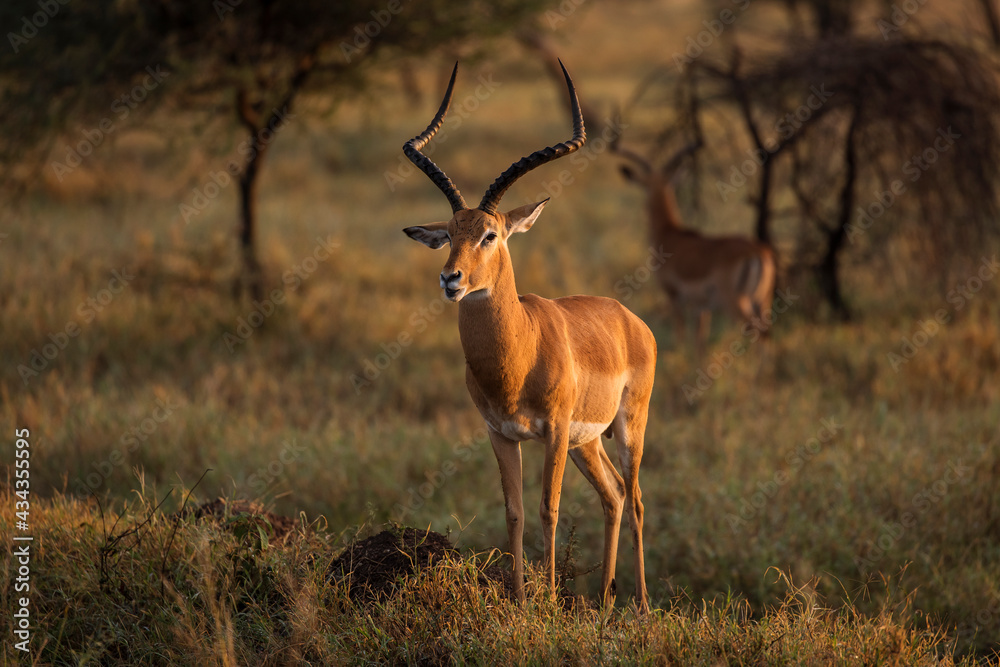 Closeup of Impala image taken on Safari located in the Serengeti, National park, Tanzania. Wild nature of Africa. Beautiful light of sunrise. Closeup of Impala image taken on Safari located in the Serengeti, National park, Tanzania. Wild nature of Africa. Beautiful light of sunrise.
