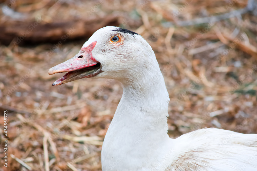 A domestic duck opens its mouth and calls its ducks together A domestic duck opens its mouth and calls its ducks together
