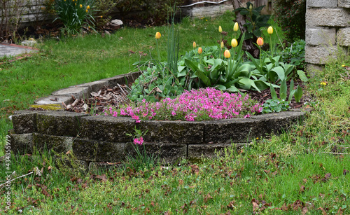 Yellow tulips, and a purple flowering bush in a garden with a stone retaining wall photo