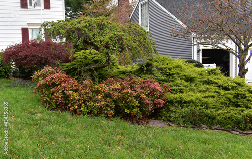 Red leafed photinia shrubbery among other bushes in a front lawn garden