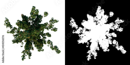 Top view of Plant (Paperbark Maple Reduced- 1) Tree png with alpha channel to cutout made with 3D render