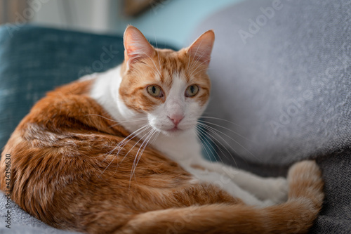 brown and white cat with yellow eyes lying on a sofa, looks at the camera