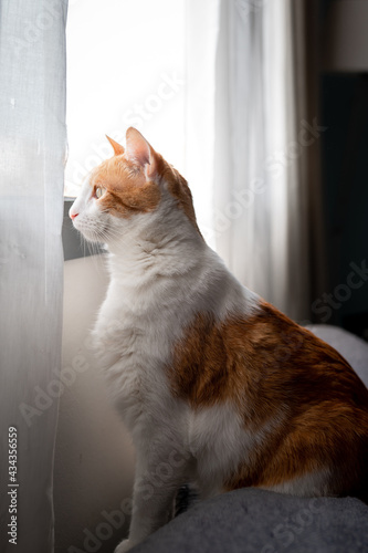  brown and white cat looks outside from the window. profile view. vertical composition