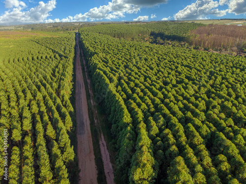 Eucalyptus plantation in Brazil. Cellulose paper agriculture. Birdseye drone view. Eucalyptus Green Forest Aerial View