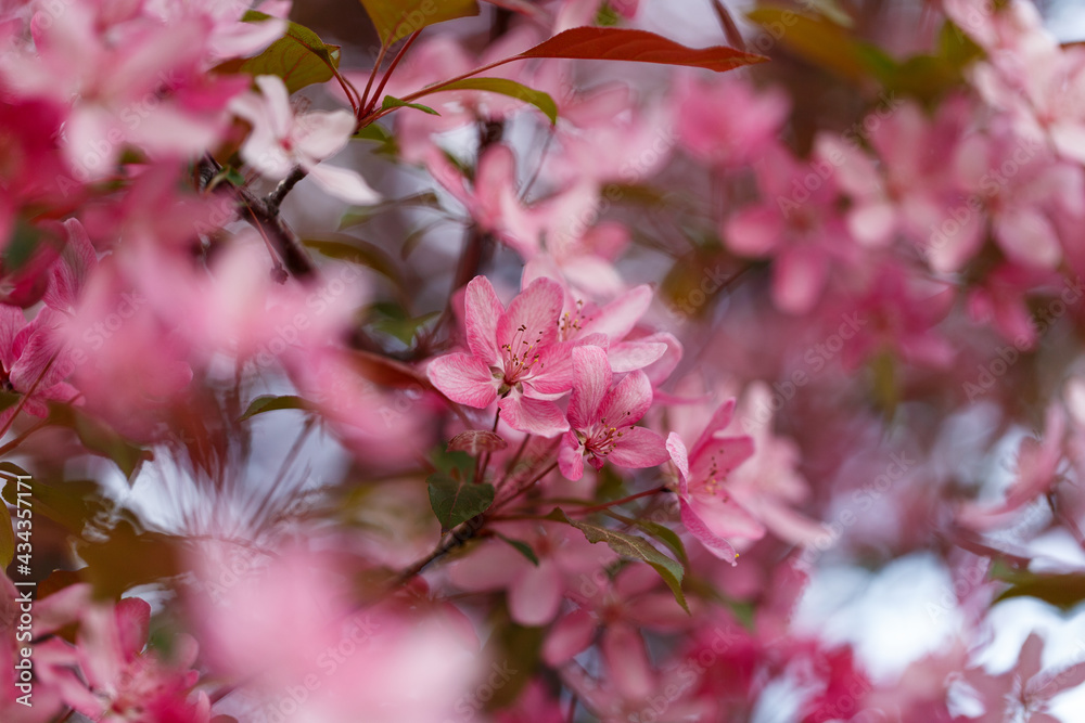 Natural background. Beautiful delicate pink flowers of macro. Macro view of abstract nature texture and background organic pattern. Template for design. Summer, spring concepts. Blossoming Natural background. Beautiful delicate pink flowers of macro. Macro view of abstract nature texture and background organic pattern. Template for design. Summer, spring concepts. Blossoming