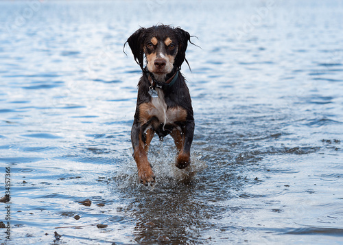 black dog running and playing in the water