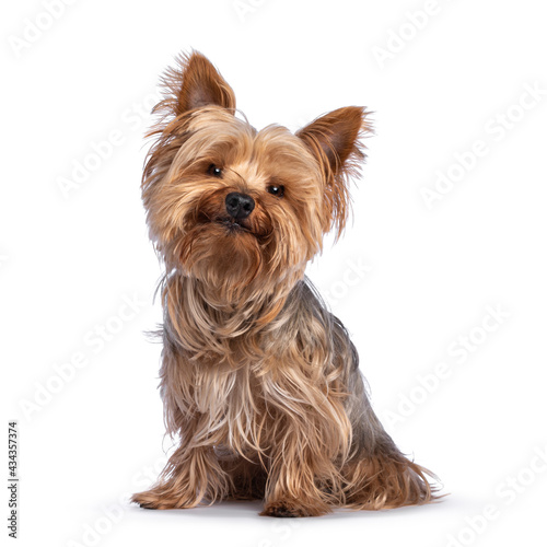 Scruffy adult blue gold Yorkshire terrier dog, sitting up facing front Looking towards camera and smiling. Isolated on a white background.