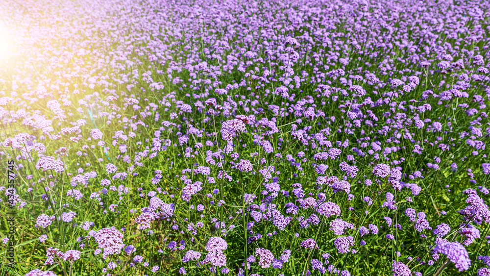 Obraz premium Blooming Verbena field is a purple flower, The meaning of this flower is the happiness of everyone in the family. Besides, Verbena is also another meaning. Please pray for me.