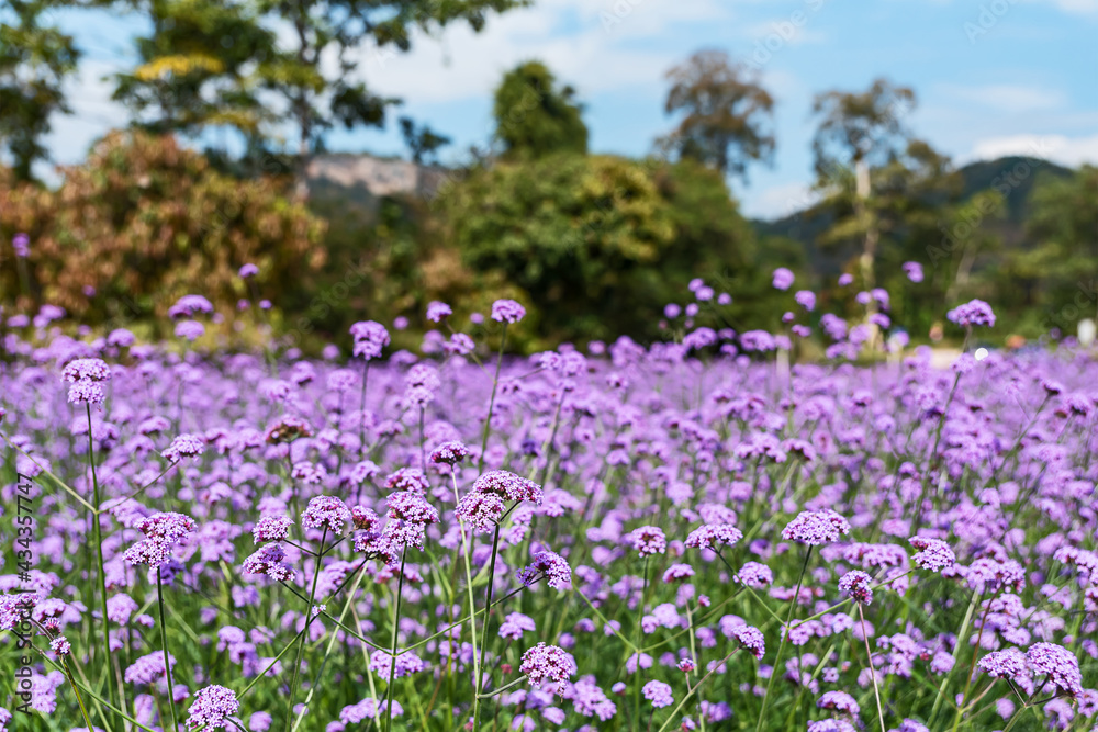 Blooming Verbena field is a purple flower, The meaning of this flower is the happiness of everyone in the family. Besides, Verbena is also another meaning. Please pray for me. Blooming Verbena field is a purple flower, The meaning of this flower is the happiness of everyone in the family. Besides, Verbena is also another meaning. Please pray for me.