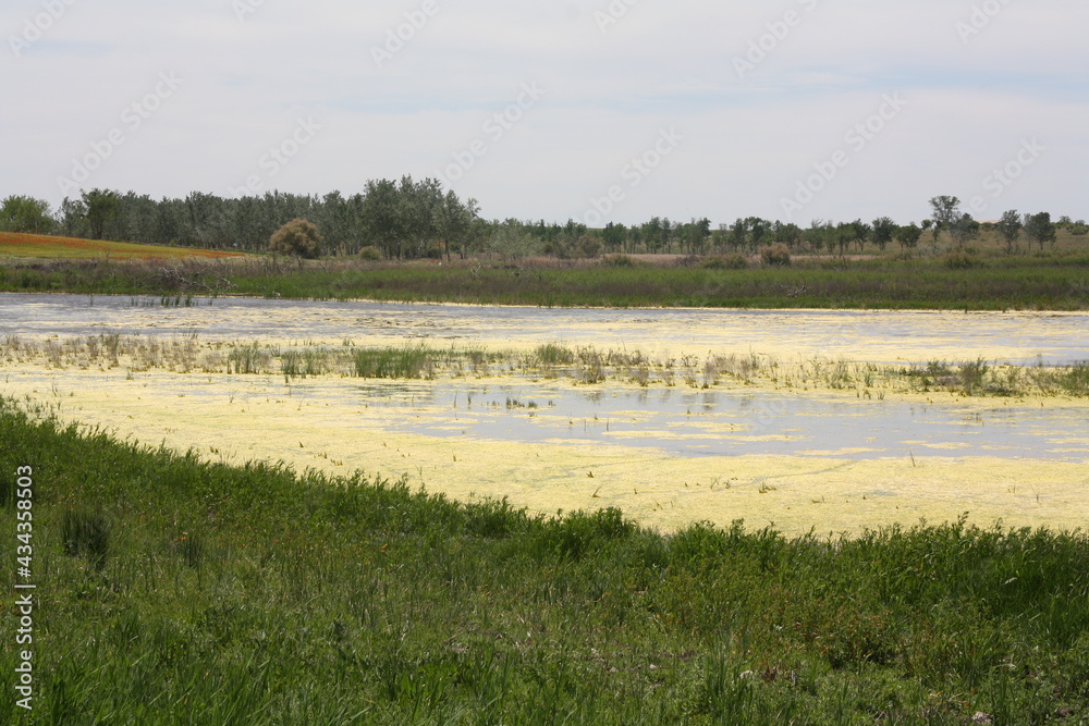 reeds in the water