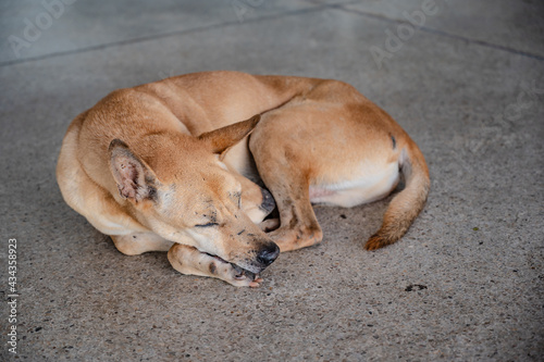 Homeless dog sleeping on the floor © Sumeth