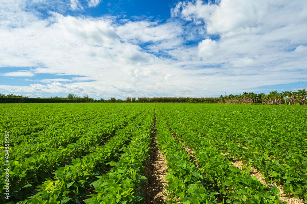Landscape view of a freshly growing agriculture field