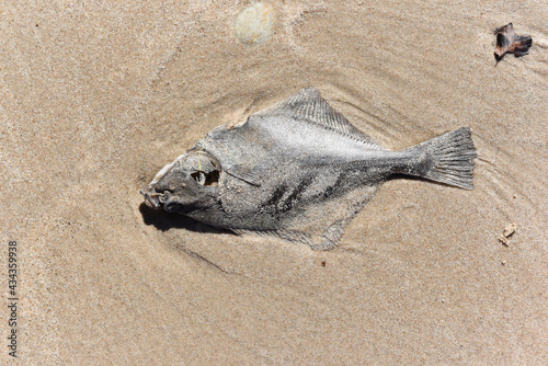 .A dead fish lying on the beach of the Baltic Sea in Poland.