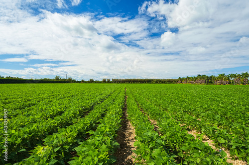 Landscape view of a freshly growing agriculture field