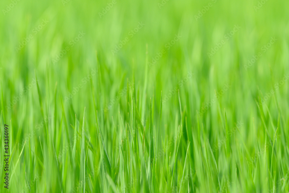 abstract background of leaf rice in the field ,thailand abstract background of leaf rice in the field ,thailand