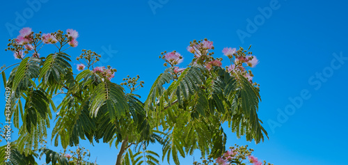 Persian silk tree againt deep blue sky on a sunny day