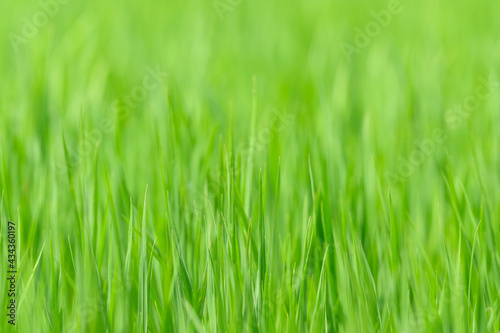 abstract background of leaf rice in the field ,thailand