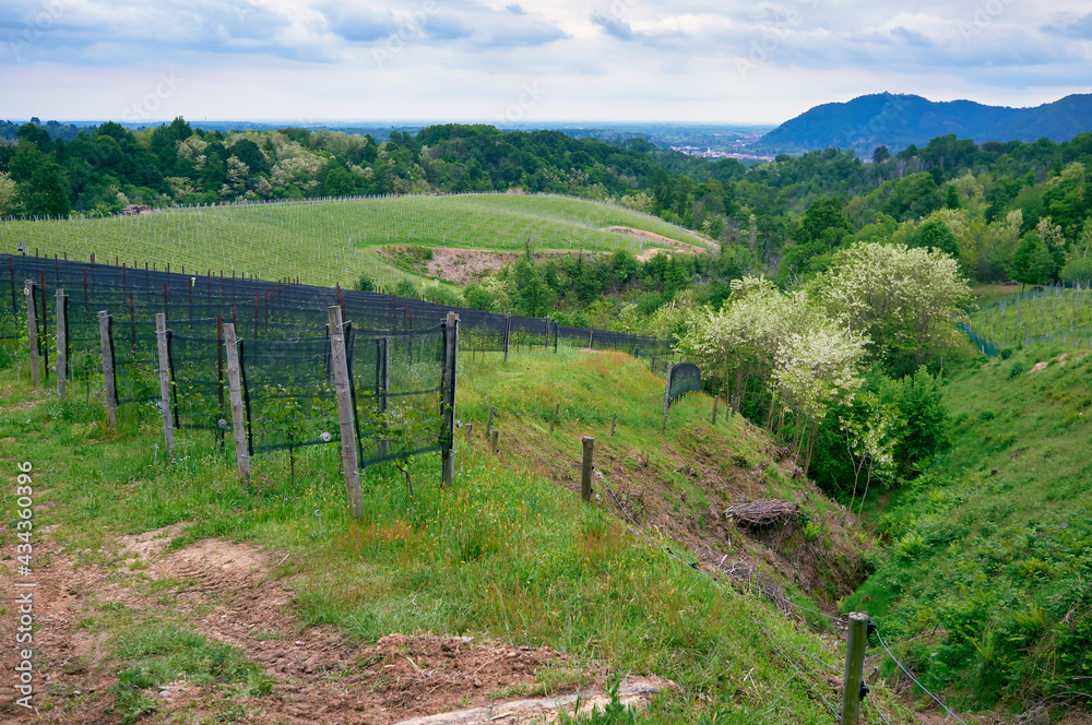 Springtime panorama of the vineyards in the hilly winery Region of Novarese (Piedmont, Northern Italy); this area is famous for its valuable red wines, like Ghemme and Gattinara (Nebbiolo grapes).