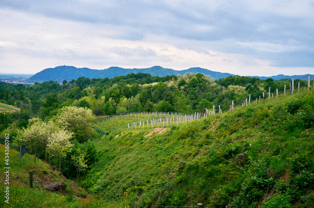 Springtime panorama of the vineyards in the hilly winery Region of Novarese (Piedmont, Northern Italy); this area is famous for its valuable red wines, like Ghemme and Gattinara (Nebbiolo grapes).