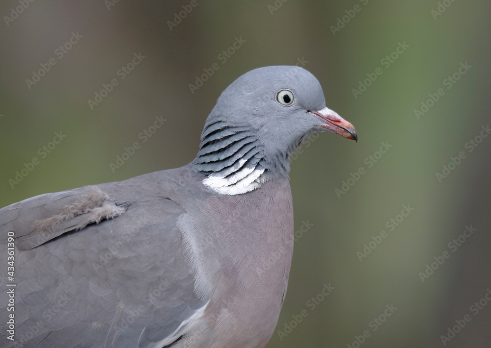 Wood Pigeon Wood Pigeon