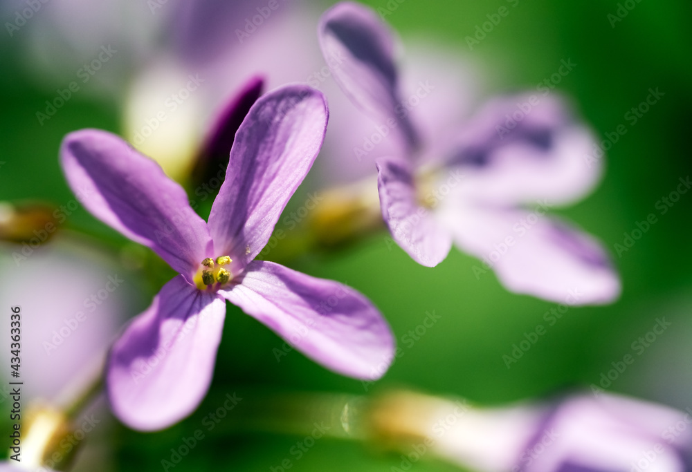 Pink wildflowers in forest at springtime