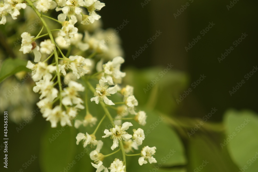 Close-up of a Flowering Prunus Avium Tree with White Little Blossoms. Fading lights of bird cherry. White clusters of flowers. Close-up of a Flowering Prunus Avium Tree with White Little Blossoms. Fading lights of bird cherry. White clusters of flowers.