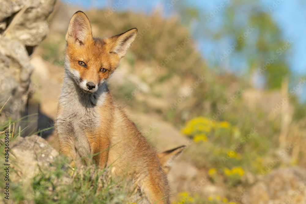 Portrait of a red fox cub Vulpes vulpes in the wild