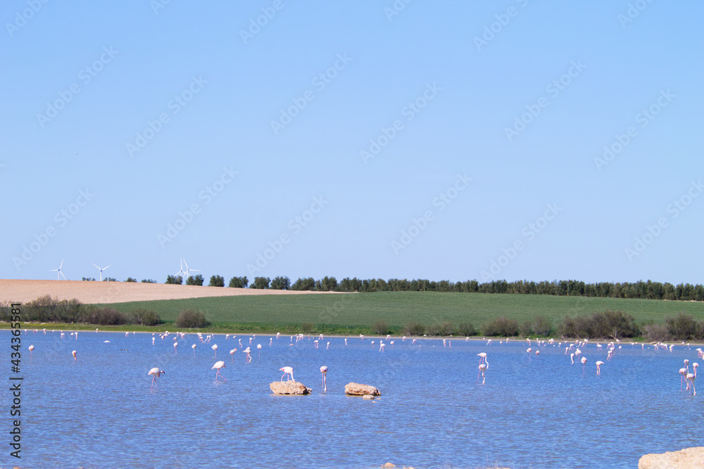 Group of flamingos, scientific name phoenicopteridae, in a protected lagoon in spain after a long migratory journey. Olive trees and windmills can be seen in the background. Pink bird.