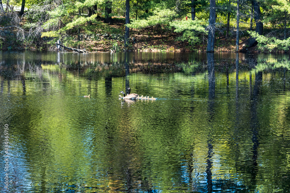 Ripples from the wind on the Mine Falls River with reflection in the forest (Nashua, New Hampshire) and wild geese with goslings in the distance Ripples from the wind on the Mine Falls River with reflection in the forest (Nashua, New Hampshire) and wild geese with goslings in the distance