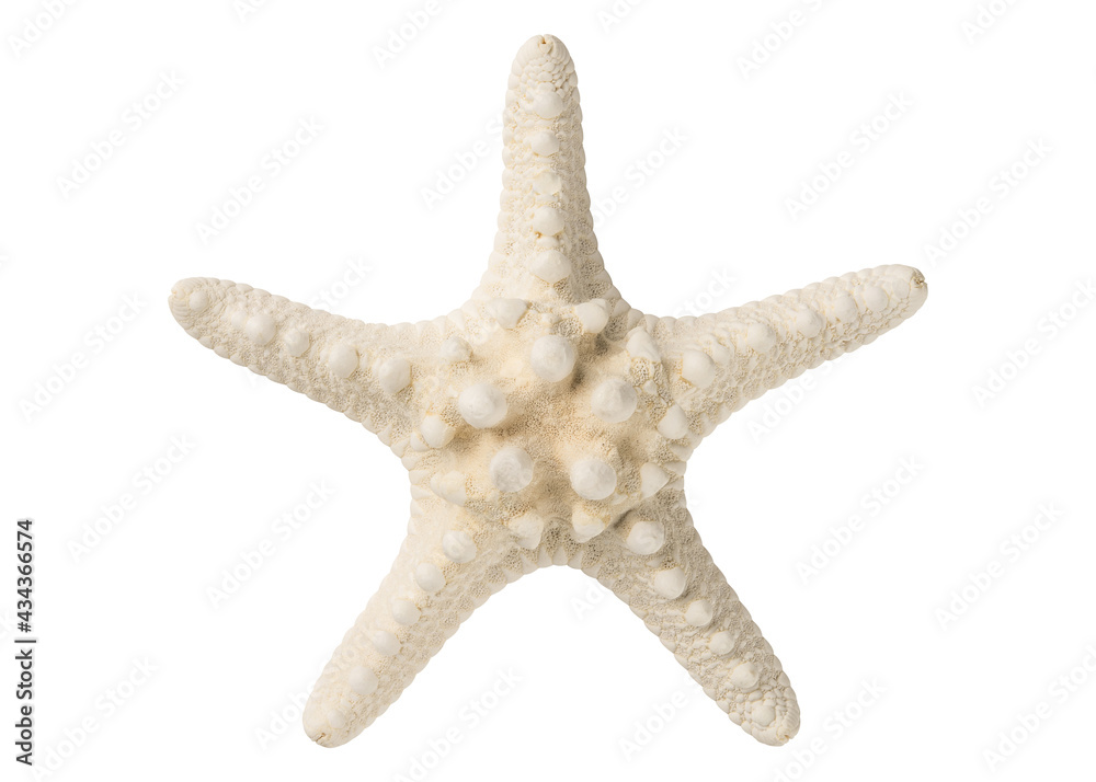 Natural Starfish. White Knobby Starfish. Dried Sea Star. Ocean beach animals. Summer vacation. Macro High resolution photo. Full depth of field. Top view isolated on white background. Natural Starfish. White Knobby Starfish. Dried Sea Star. Ocean beach animals. Summer vacation. Macro High resolution photo. Full depth of field. Top view isolated on white background.