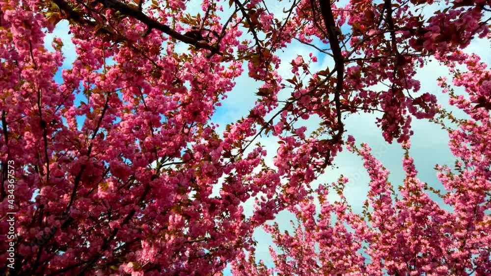 Pink flowers on the trees of flowering Sakura. Cherry blossom. Pink flowers on the trees of flowering Sakura. Cherry blossom.