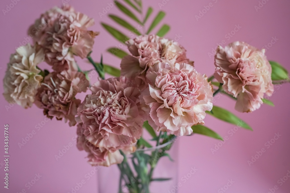 Beautiful pink carnation flowers on pink background Beautiful pink carnation flowers on pink background