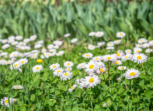 A field full of Bellis perennis also known as common daisy, lawn daisy or English daisy flowers.