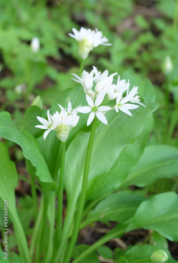 Wood garlic, leek, wild garlic (Állium ursínum), selective focus, blurred background, vertical orientation. Wood garlic, leek, wild garlic (Állium ursínum), selective focus, blurred background, vertical orientation.
