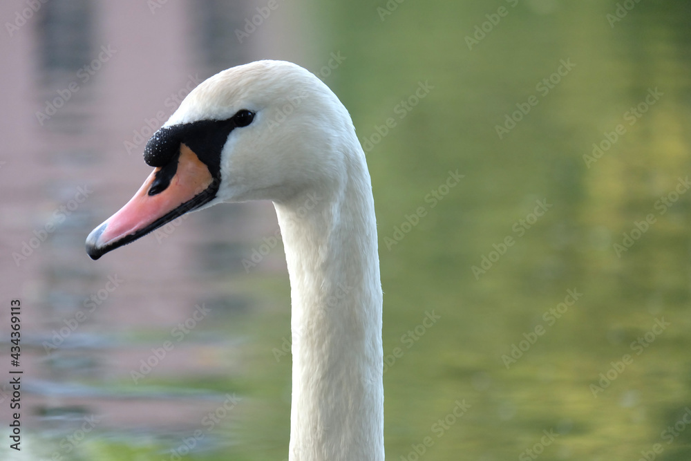 Portrait of a white mute swan (Cygnus olor) on a pond with spring reflection, selective focus, blurred background, horizontal orientation. Portrait of a white mute swan (Cygnus olor) on a pond with spring reflection, selective focus, blurred background, horizontal orientation.