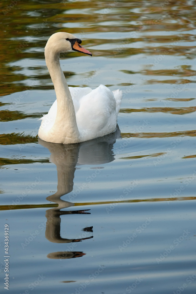 White mute swan (Cygnus olor) on a pond with spring reflection, vertical orientation. White mute swan (Cygnus olor) on a pond with spring reflection, vertical orientation.