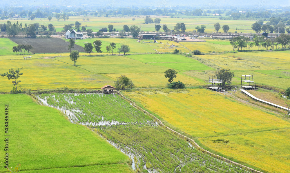 paddy field in Thailand, Agriculture background