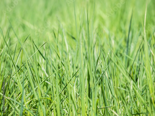 Natural fresh green blades of grass texture background